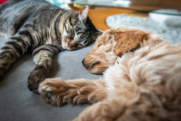 Governo sanciona lei que aumenta pena para crimes contra pets