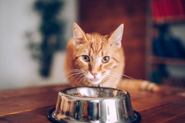 Melhor ração para gatos adultos