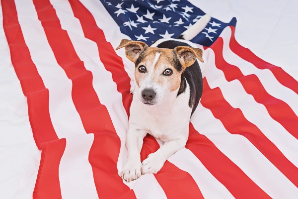 Museu do cachorro, em NY, reabre com exposição de cães presidenciais