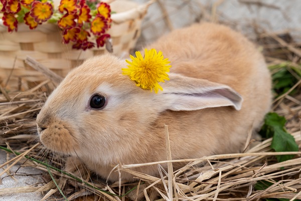 Nomes para coelhos: 30 ideias para seu pet
