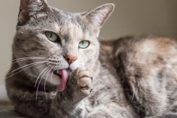 O papel da alimentação na prevenção das bolas de pelos em gatos