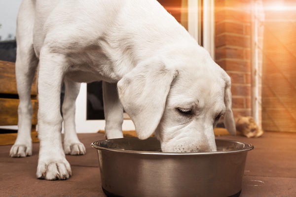 Óleo de peixe é benéfico para os cachorros?