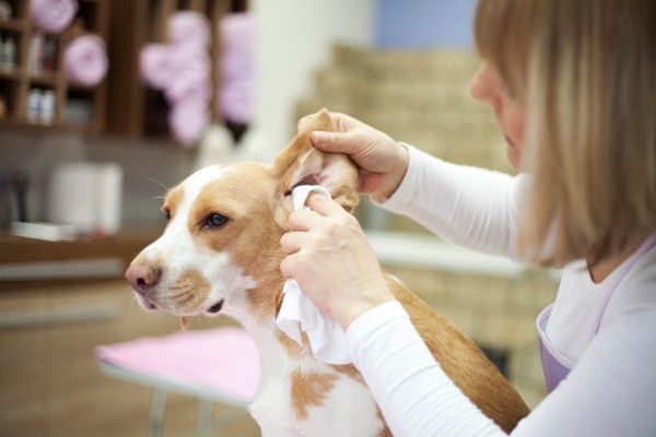 Otite canina: saiba mais sobre essa doença