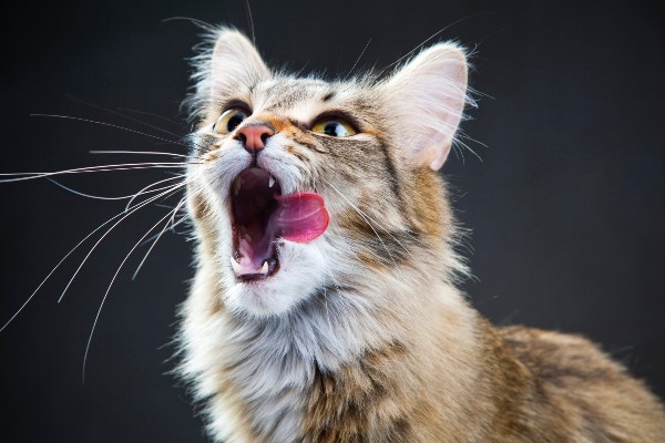 Por que a taurina é tão importante para os gatos?