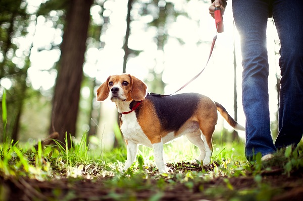 Cão de caça: conheça 20 raças caçadoras