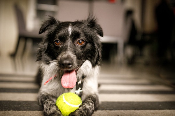 Quatro benefícios dos exercícios para cachorros