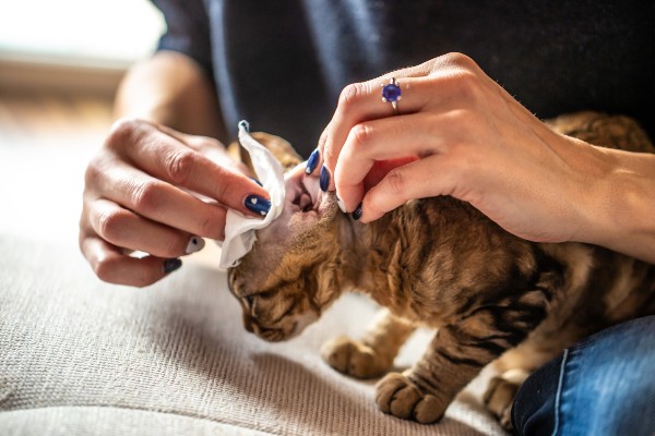 Quatro problemas de ouvido que cachorros e gatos podem ter