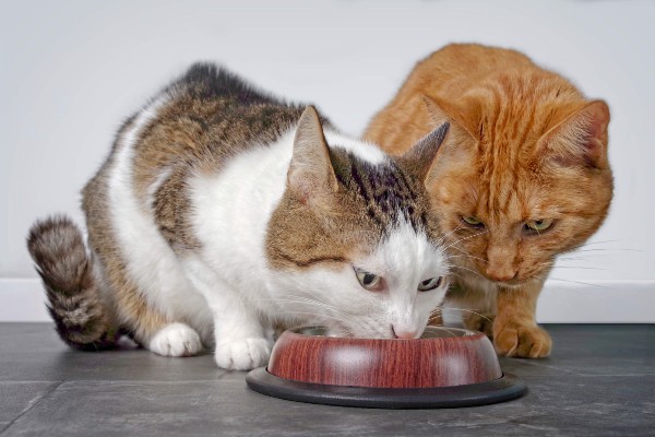 Ração para gato: diferenças entre alimento indoor e o comum