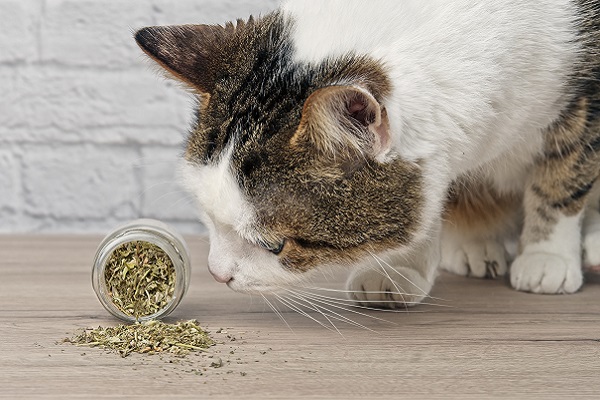 Receita de cookies com Catnip para gatos