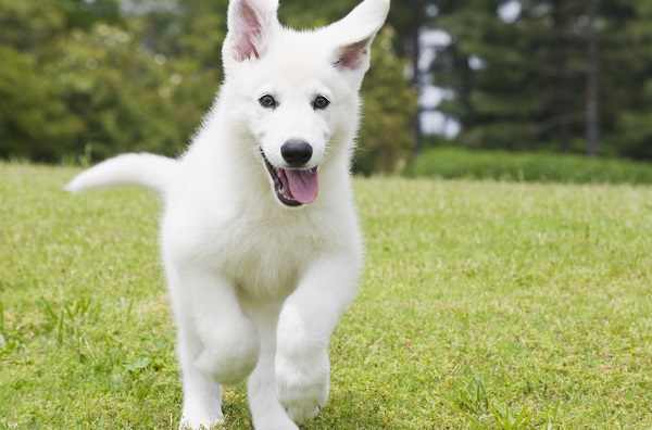 Seis formas de deixar seu cachorro mais feliz hoje