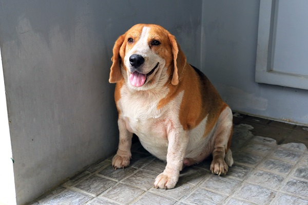 Sete formas de ajudar o seu cachorro a emagrecer