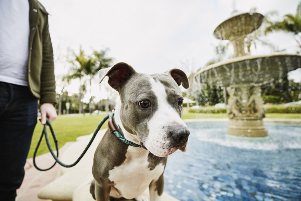 Sete motivos para passear com seu cachorro