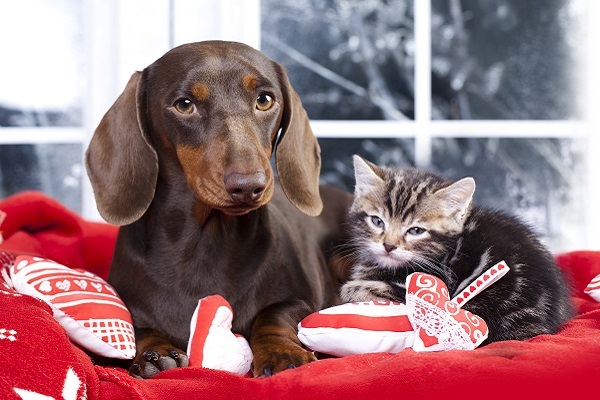 Setembro Vermelho: mês dos cuidados com o coração dos pets