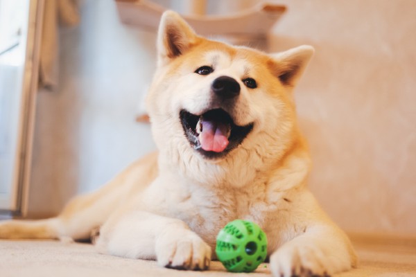 Akita Inu é bravo?