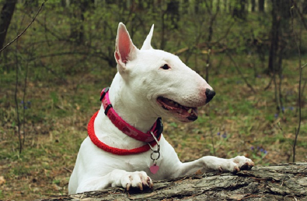 Bull terrier: características e temperamento