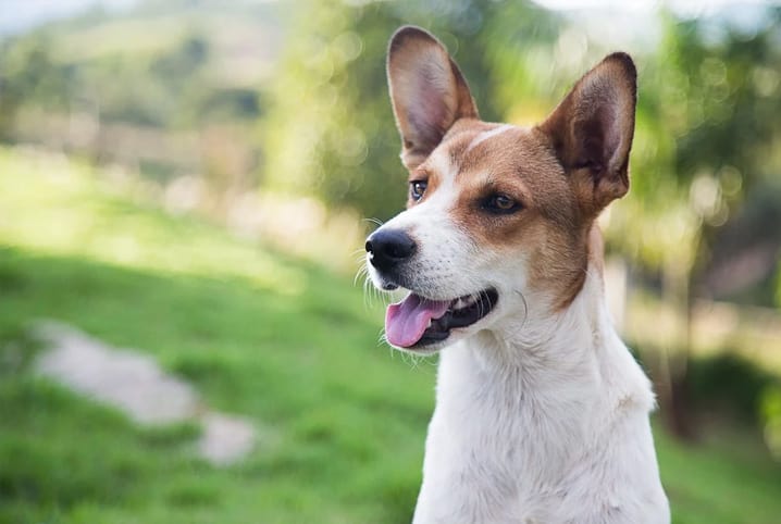 Cachorra ou cadela? Descubra aqui o feminino de cachorro!