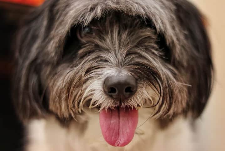 Cachorro babando é motivo de preocupação?