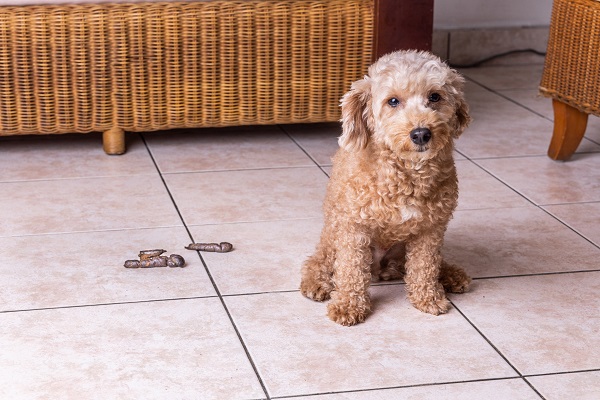 Cachorro comendo cocô: produtos para coprofagia