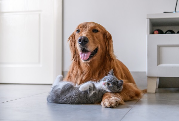 Cachorros e gatos podem se comunicar entre si, apesar das diferenças