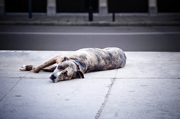 Calor pode ser um problema para cachorros e gatos de rua