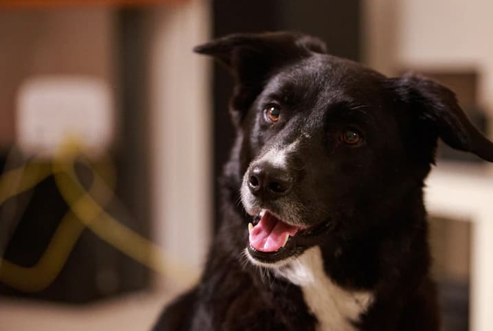 Câncer de mama em cachorro: uma doença comum e silenciosa