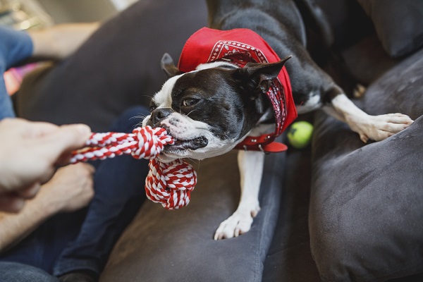 Cinco brincadeiras divertidas para fazer com seu cachorro