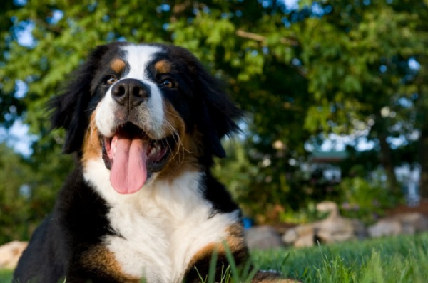 Comportamento de cachorros adultos: o que você precisa saber