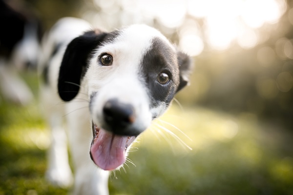 Comportamento de cachorros filhotes: o que você precisa saber