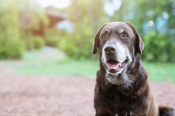 Comportamento de cachorros idosos: o que você precisa saber