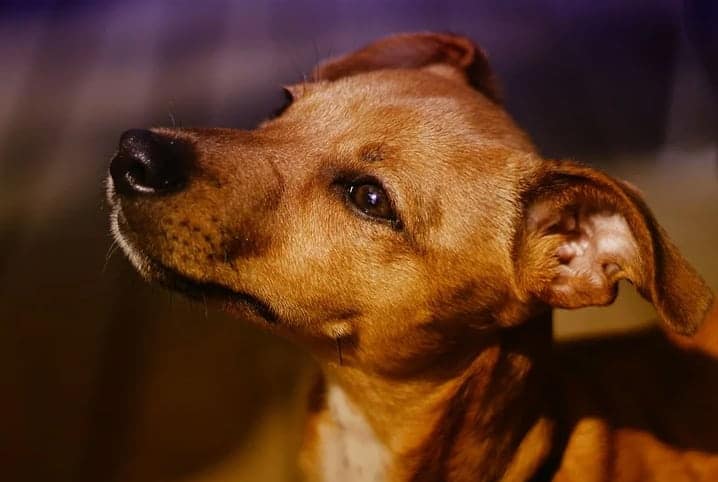 Conheça o Movimento Arredondar e o que ele faz para salvar vidas pets!