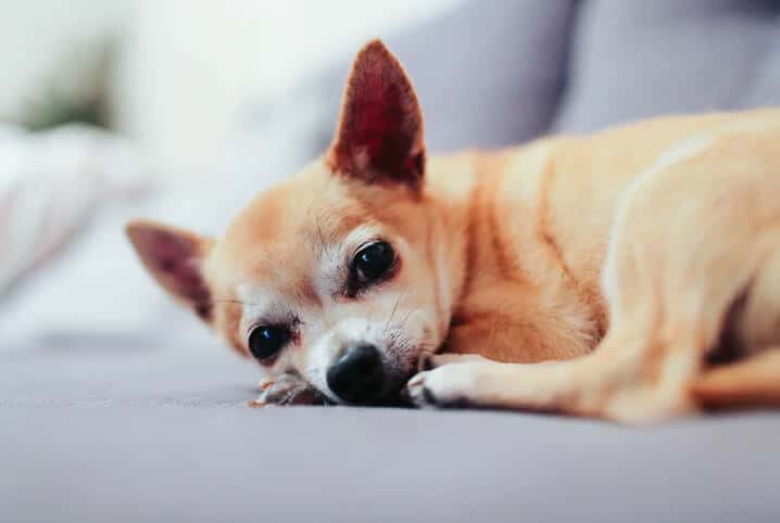 Entenda tudo sobre eutanásia em cães