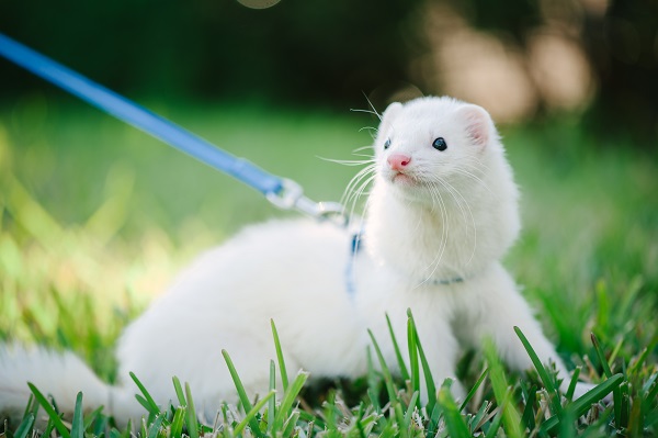 Ferret, o furão de estimação, pode passear na rua?