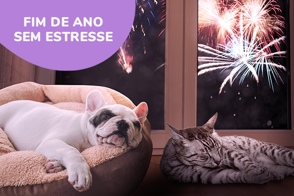 Fim de Ano Sem Estresse: O que fazer quando um cachorro tem medo de fogos?