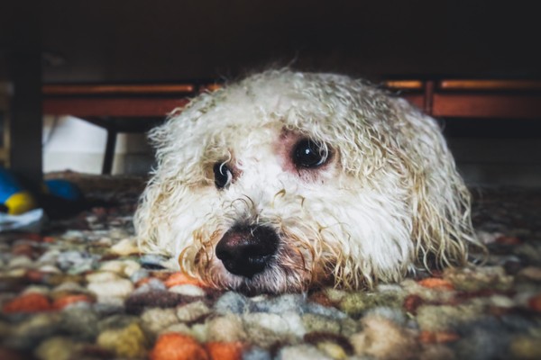 Fim de ano sem estresse: por que alguns cachorros têm medo de fogos?
