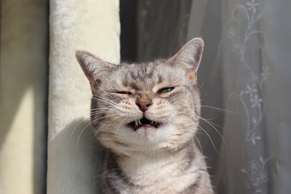 Gato espirrando: causas, sinais e o que fazer