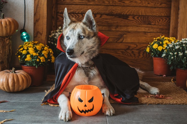 Halloween: receitas especiais para cachorros e gatos