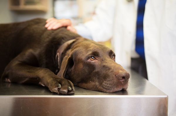 Leishmaniose canina: o que é, sinais e tratamento