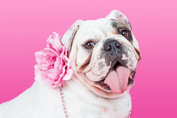 Outubro Rosa: contra tumores de mama em cadelas