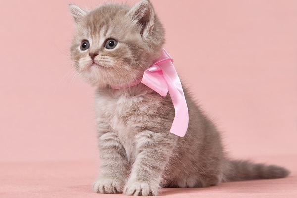 Outubro Rosa: contra tumores de mama em gatas