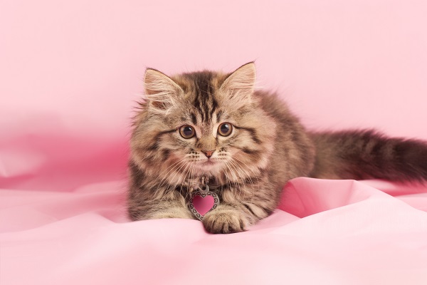 Outubro Rosa: saiba mais sobre tumores de útero em gatas