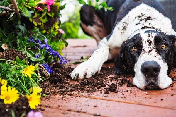 Quatro perigos para seu cachorro que podem ser encontrados no jardim da sua casa