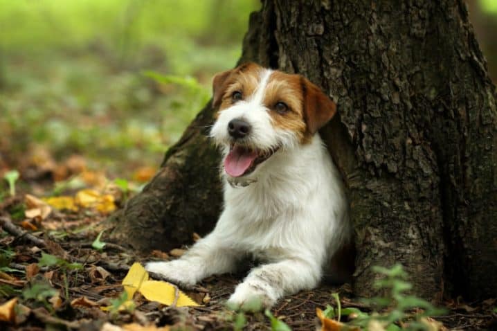 Raça de cachorro pequeno: conheça 7 pequeninos!