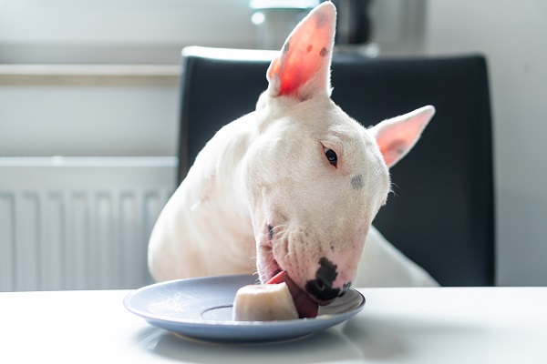 Receita de sorvete de iogurte natural com frutas para cachorro e gato