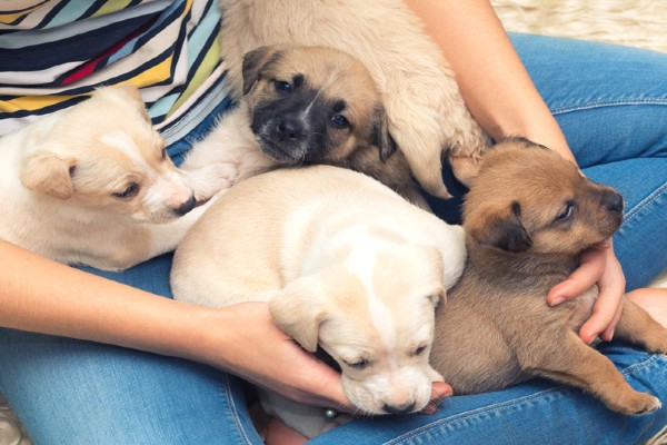 Até quando um filhote de cachorro cresce?