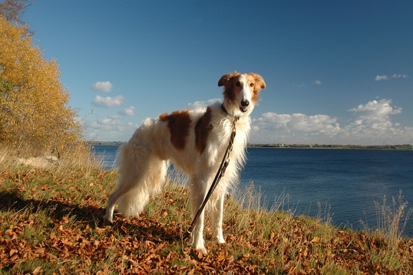 Borzoi – Principais doenças