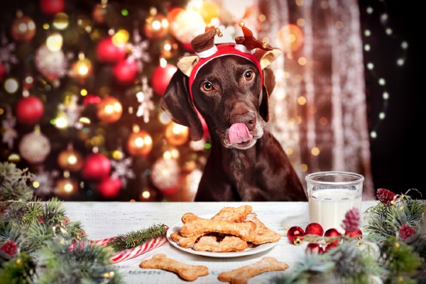 Ceia de Natal pode ser perigosa para pets