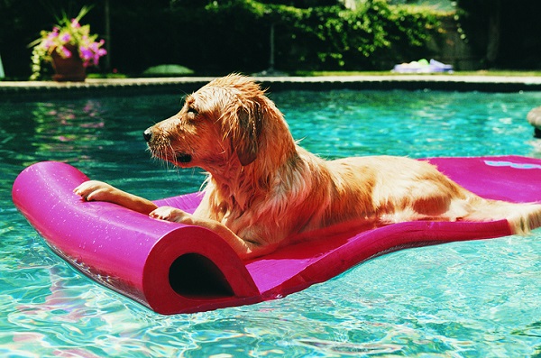 Cinco brincadeiras para fazer com seu cachorro na piscina