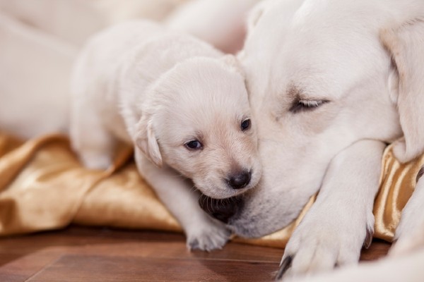 Como ter uma casa segura para um cachorro filhote