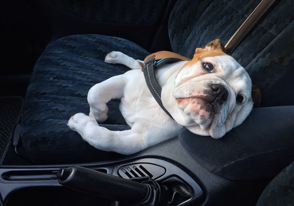 Como viajar com seu cachorro com segurança