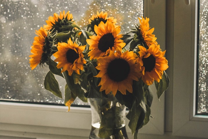 Conheça 10 tipos de flores para vasos que irão deixar seu lar incrível!